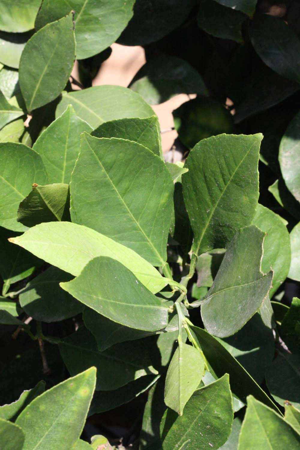              Sun leaves (Riverside, CA)       